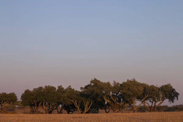 Krajobraz w alentejo — Zdjęcie stockowe