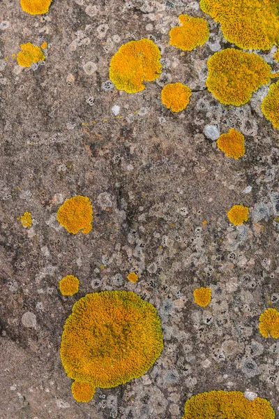 Yellow lichen on a rock — Stock Photo, Image
