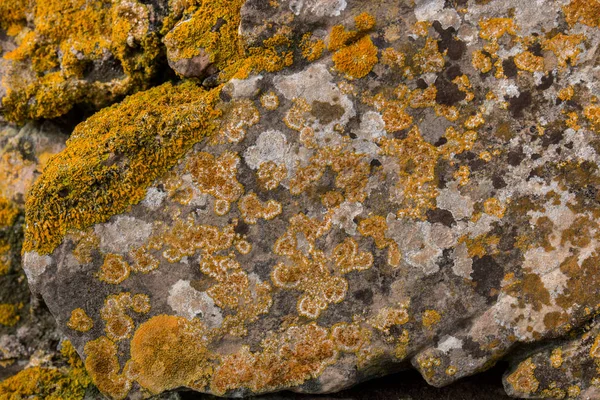 Líquen amarelo em uma rocha — Fotografia de Stock