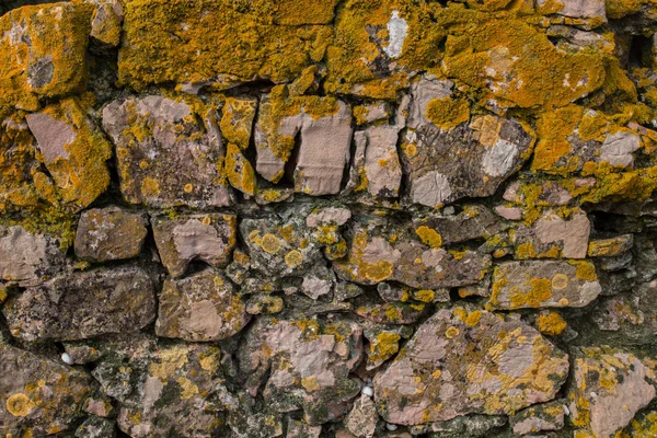 Жовтий лишайник на камені — стокове фото