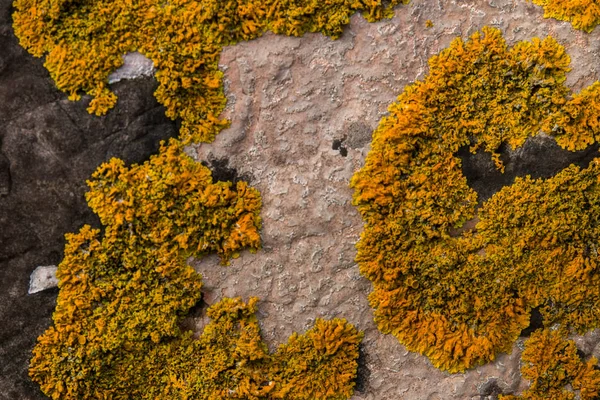 Жовтий лишайник на камені — стокове фото