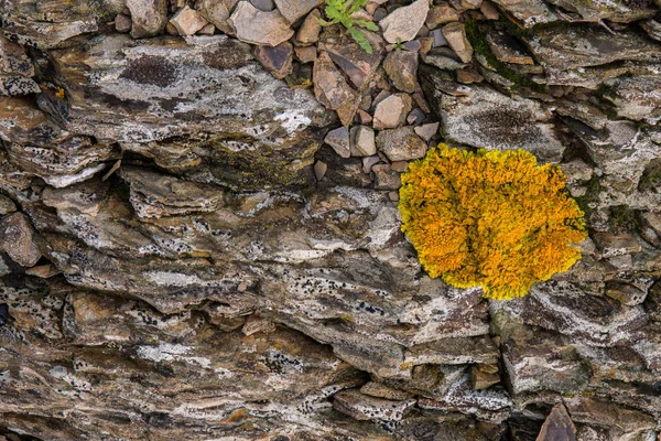 Lichen jaune sur un rocher — Photo