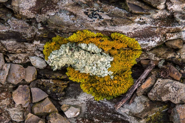 Желтый лишайник на камне — стоковое фото