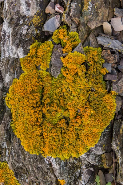 Líquen amarelo em uma rocha — Fotografia de Stock