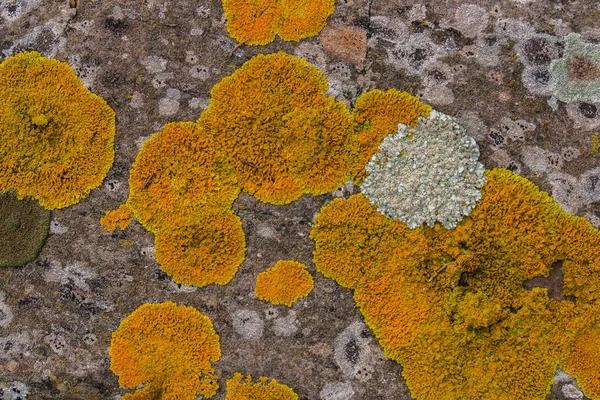 Líquen amarelo em uma rocha — Fotografia de Stock