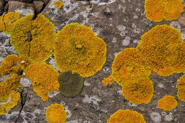 岩の上の黄色苔癬 — ストック写真