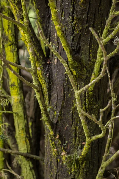 Větve stromů se lišejník — Stock fotografie