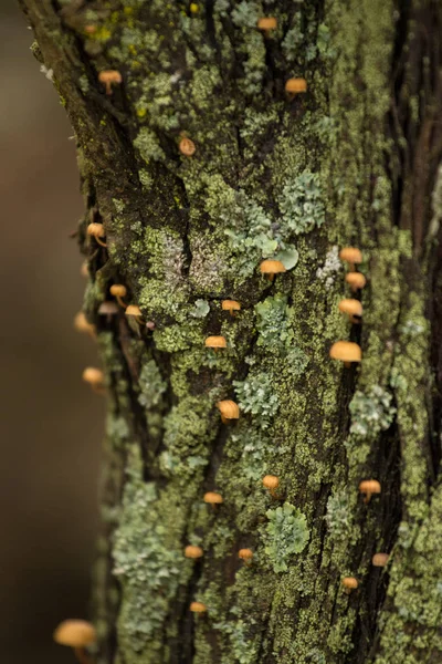 Piccoli funghi nell'albero — Foto Stock