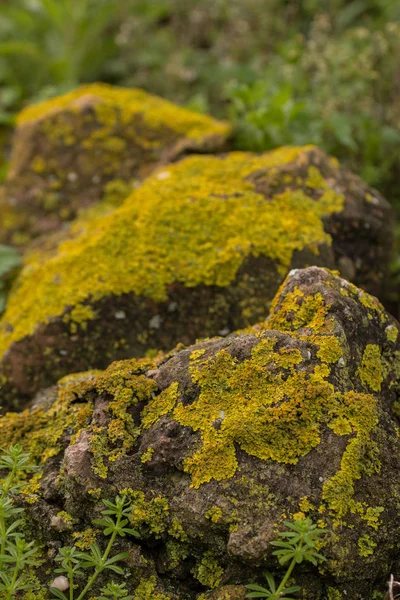 Lichen jaune sur un rocher — Photo