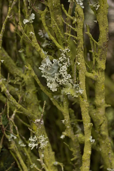 Tree branches with lichen — 스톡 사진