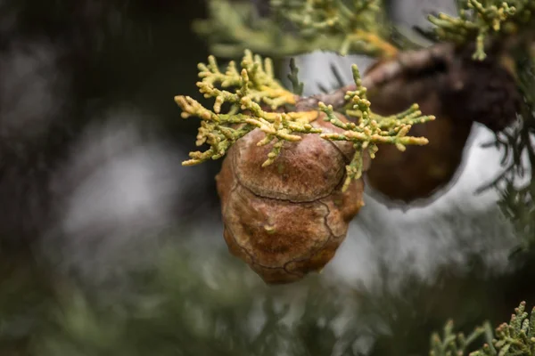 Cypress tree kegels — Stockfoto