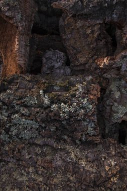 ham mantar tahta doku