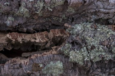 ham mantar tahta doku