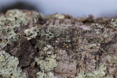 ham mantar tahta doku