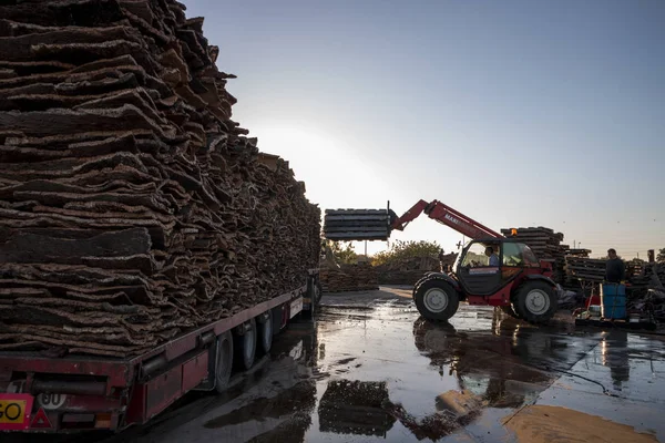 Fordonets manövrering raw kork plankor från tunga lastbilar — Stockfoto