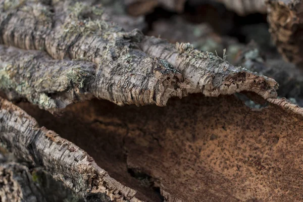 Surového korku prkenné textury — Stock fotografie