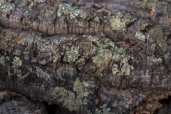 Rohe Textur der Korkplanken — Stockfoto