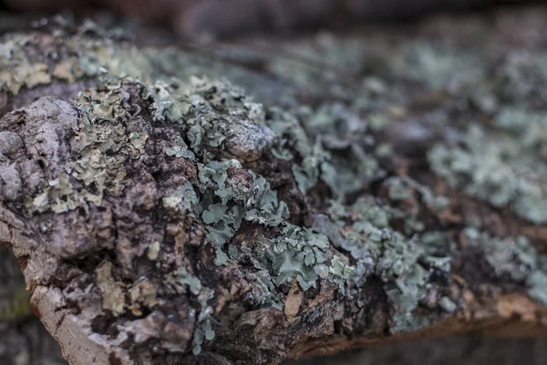 Rohe Textur der Korkplanken — Stockfoto