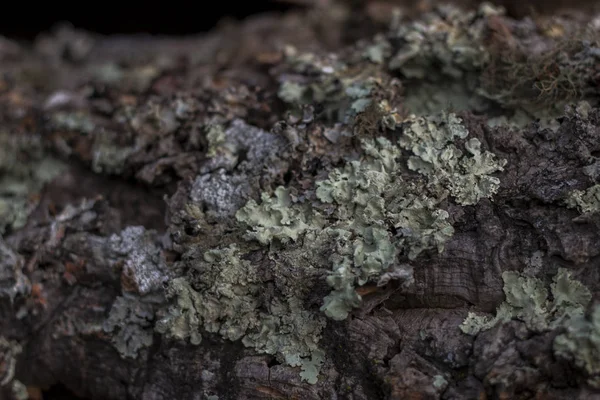 Raw cork plank texture — Stock Photo, Image