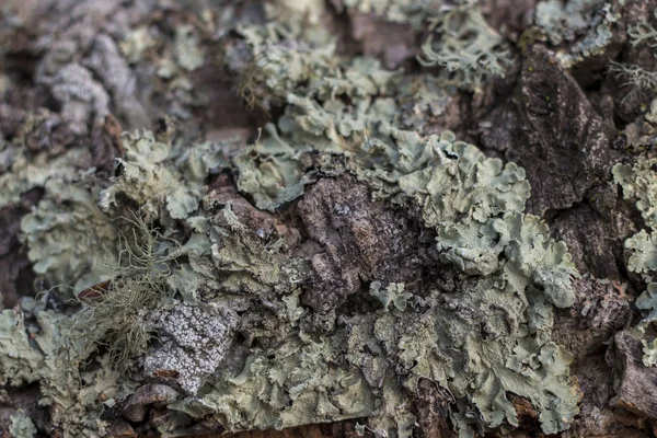 Rohe Textur der Korkplanken — Stockfoto