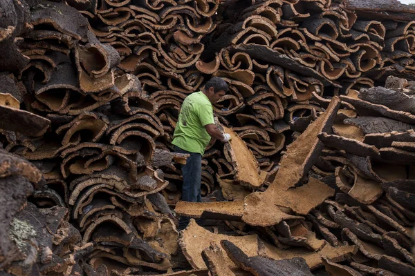 Worker separates raw cork planks — Stock Photo, Image