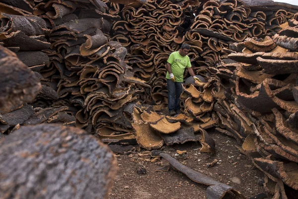 Trabajador separa tablones de corcho crudo — Foto de Stock