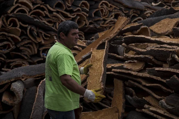 Worker separates raw cork planks — Stock Photo, Image