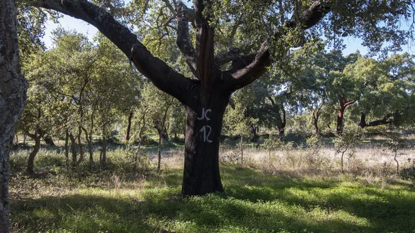 Cork tree forest — Stockfoto