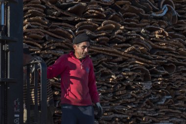 Alt seçim süreci için ham mantar bir demet hazırlamak