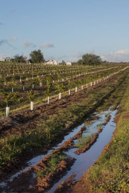 Portakal ağaçlarının genç meyve bahçesi