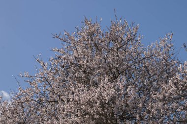 Çiçeği badem ağacı