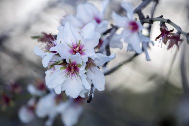 Çiçeği badem ağacı
