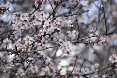 Çiçeği badem ağacı