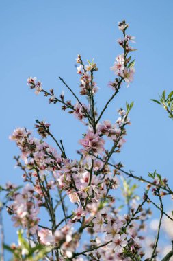 Çiçeği badem ağacı