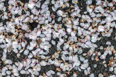 Badem ağacı yaprakları