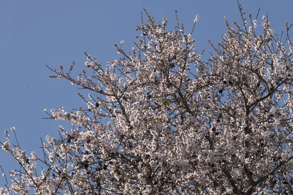 Árvore de amêndoa flor — Fotografia de Stock