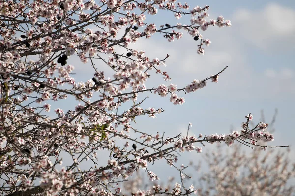 Blossom almond tree — Stock Photo, Image