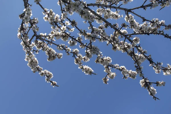 Blossom almond tree — Stock Photo, Image