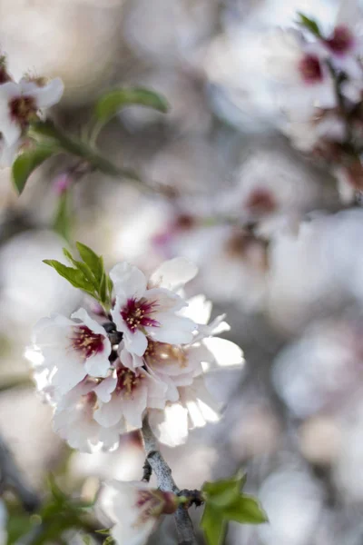 Blossom almond tree — Stock Photo, Image