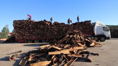 Sao sütyen De Alportel, Portekiz: 14 Kasım, 2016 - ağır kamyon taşımacılığı Cork fabrikada işçiler kaldırma
