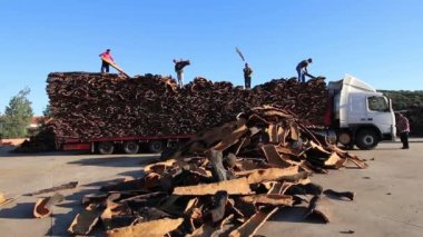 Sao sütyen De Alportel, Portekiz: 14 Kasım, 2016 - ağır kamyon taşımacılığı Cork fabrikada işçiler kaldırma