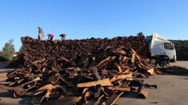 Sao sütyen De Alportel, Portekiz: 14 Kasım, 2016 - ağır kamyon taşımacılığı Cork fabrikada işçiler kaldırma