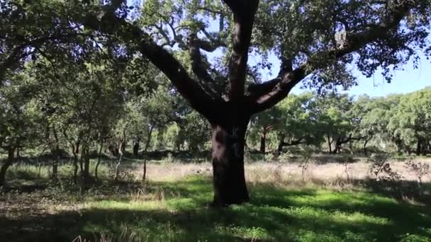 Bos van kurkbomen — Stockvideo