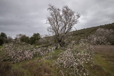 Badem ağacı çiçek açar.