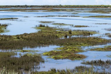Ria Formosa'daki güzel bataklıklar