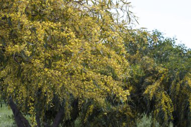 Çiçeklenme akasya saligna ağacı