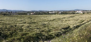 kırsal kesimde Crown papatyalar.