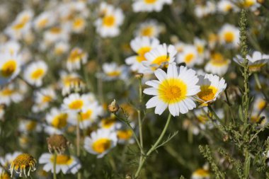 kırsal kesimde Crown papatyalar.