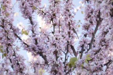 Cercis canadensis (Doğu Erguvan) ağacı