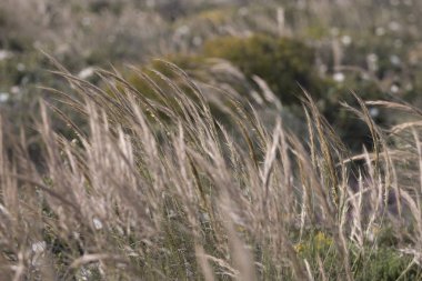 Akdeniz İğne Otu (Stipa capensis)